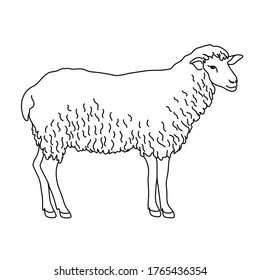 Sheep line drawing. Minimalistic style for logo, icons, emblems, template, badges. Isolated on white background.