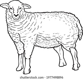 sheep line vector illustration isolated on white background.animals top view