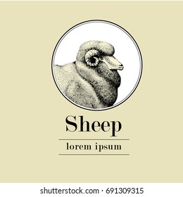 sheep, logo template, vector hand drawn vintage illustration