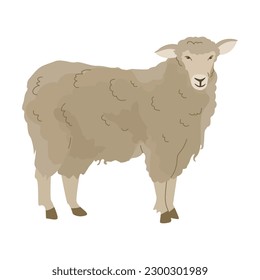 A sheep, with luxuriant wool. Domesticated animals. Farm pets. Raising animals for wool production. Household. Vector illustration. Isolated object on white background.