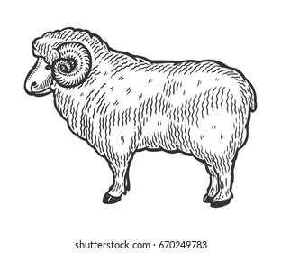 Sheep, mutton farm animal livestock. Hand drawn sketch in a graphic style. Vintage vector engraving illustration for poster, web. Isolated on white background