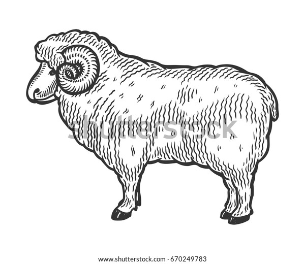 Sheep Mutton Farm Animal Livestock Hand Stock Vector (Royalty Free ...