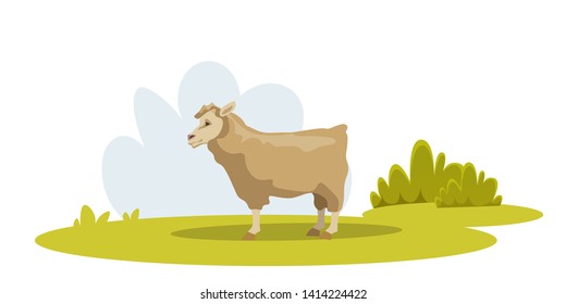 Sheep on green pasture flat vector illustration. Merino lamb traditional farming. Eco, bio wool production industry. Cute ewe on meadow eating grass. Rural area, village domesticated animal