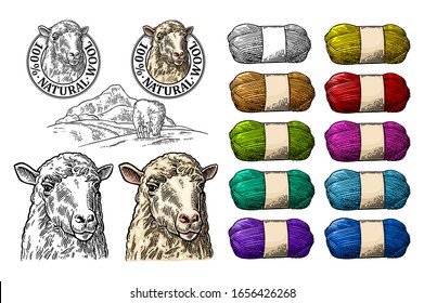 Sheep on meadow and roll yarn with woolen thread for knitting. 100 Natural wool lettering. Vintage vector color and black engraving illustration for label. Isolated on white background