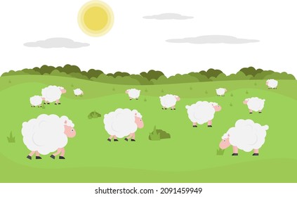 Sheep on the meadow vector illustrations