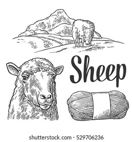 Sheep on meadow and yarn. Hand drawn in a graphic style. Vintage vector black engraving illustration for poster, label. Isolated on white background