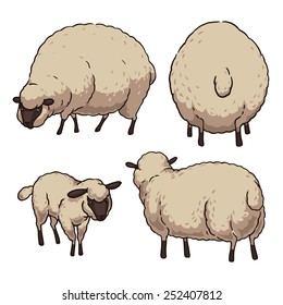 Sheep on white background. Hand drawn  illustration. 