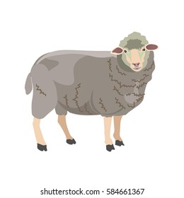 Sheep on white background. Vector illustration