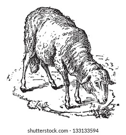 Sheep or Ovis aries, vintage engraved illustration. Dictionary of Words and Things - Larive and Fleury - 1895