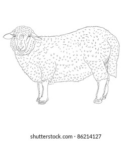 sheep painted by hand vector illustration