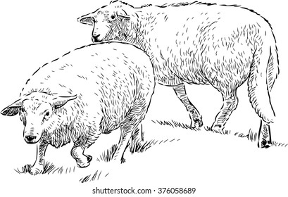 sheep in the pasture
