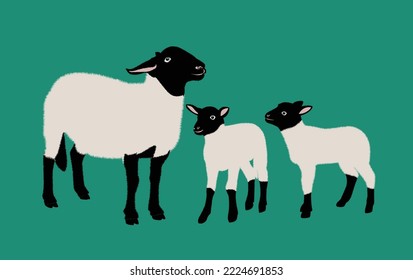 sheep pattern, vector illustration of cute sheeps. Sheep standing. vector illustration of engraving sheep hands drawing.