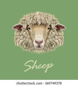 Sheep Portrait. Vector illustrated Portrait of  Ram or sheep on green background.