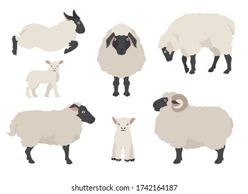 Sheep poses collection. Farm animals set. Flat design. Vector illustration