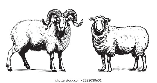 Sheep and ram breeding sketch hand drawn in doodle style illustration Cartoon