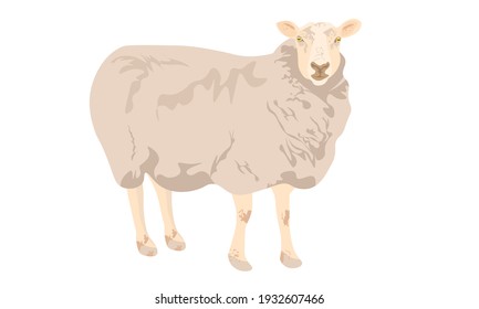 Sheep or ram. cartoon vector cute wool sheep farm. Sheep for a farm concept. happy vector white lamb on white background