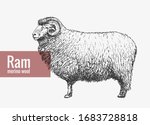 Sheep, RAM in graphic vintage style. Logo. element design.