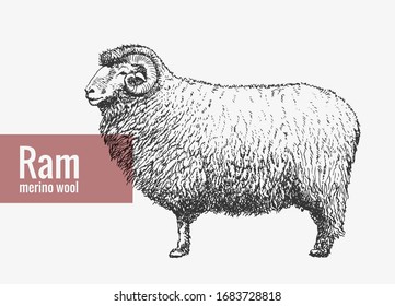 Sheep, RAM in graphic vintage style. Logo. element design.