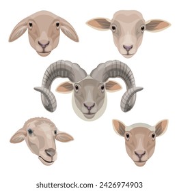 Sheep and ram heads close up. Farm animal icon. Vector illustration isolated on a white background