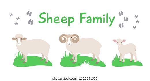 Sheep, ram and lamb standing on grass. Flat vector cartoon illustration. Isolated on white. Domestic farm livestock animals family, mature male and female with offspring. Full length, side view