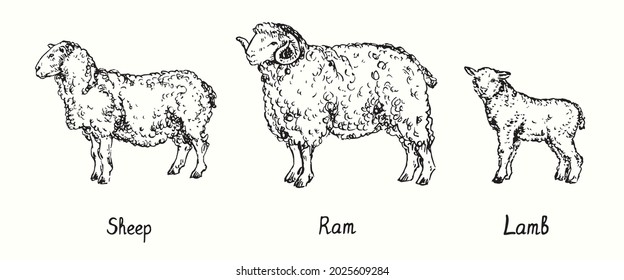 Sheep, ram and lamb standing side view collection. Ink black and white doodle drawing in woodcut style illustration