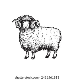 Sheep, ram, mutton sketch style, hand drawn illustration. Farm animal retro engraved style vector drawing.