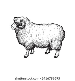 Sheep, ram, mutton sketch style, hand drawn illustration. Side view. Farm animal retro engraved style vector drawing.