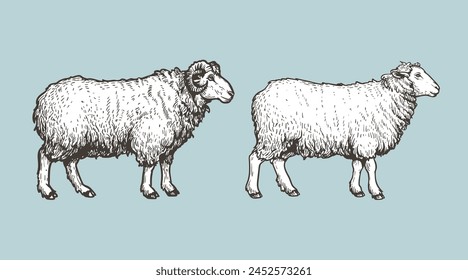 Sheep, ram sketch style set. Hand drawn illustration. Farm animal retro engraved style vector drawings collection.