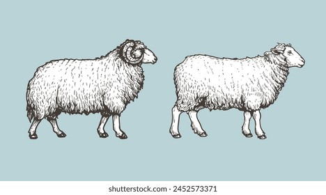 Sheep, ram sketch style set. Hand drawn illustration. Farm animal retro engraved style vector drawings collection.