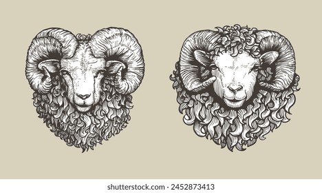 Sheep, ram sketch style set. Hand drawn illustrations, portrait view. Farm animal retro engraved style vector drawings collection.