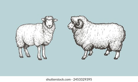 Sheep, ram sketch style set. Hand drawn illustration. Farm animal retro engraved style vector drawings collection.