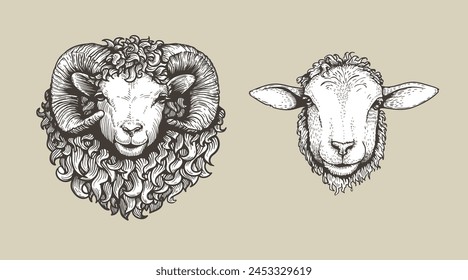 Sheep, ram sketch style set. Hand drawn illustrations, portrait view. Farm animal retro engraved style vector drawings collection.