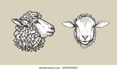 Sheep, ram sketch style set. Hand drawn illustrations, portrait view. Farm animal retro engraved style vector drawings collection.