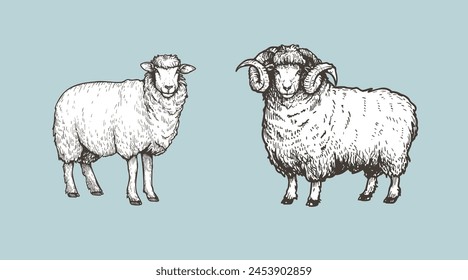 Sheep, ram sketch style set. Hand drawn illustration. Farm animal retro engraved style vector drawings collection.