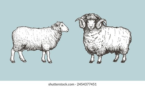 Sheep, ram sketch style set. Hand drawn illustration. Farm animal retro engraved style vector drawings collection.