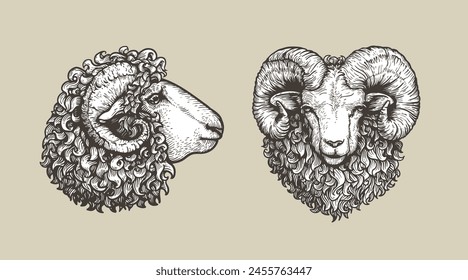 Sheep, ram sketch style set. Hand drawn illustrations, portrait view. Farm animal retro engraved style vector drawings collection.