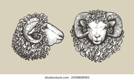 Oveja, ram conjunto de estilo de boceto. Ilustraciones dibujadas a mano, vista retrato. Granja animal retro grabado estilo dibujos de Vector colección.