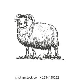 Sheep or ram. Vector hand drawn sketch style illustration.