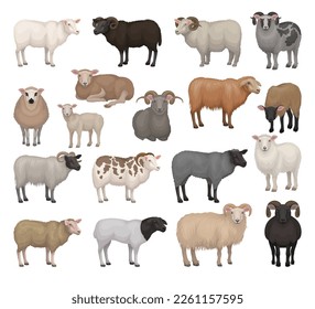 Sheep and rams of different breeds collection. Farm animals with woolly coat and curved horns. Livestock farming cartoon vector illustration