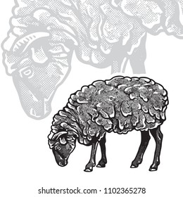 Sheep - realistic black and white vector illustration. Cute farm animal image in profile in engraving style. Portrait side view, graphic design element for logo or template.