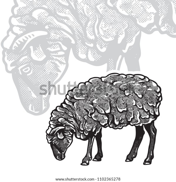 Sheep Realistic Black White Vector Illustration Animals Wildlife