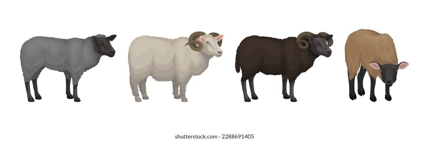 Sheep as Ruminant Domestic Mammal Kept as Livestock Vector Set