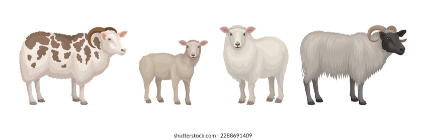 Sheep as Ruminant Domestic Mammal Kept as Livestock Vector Set