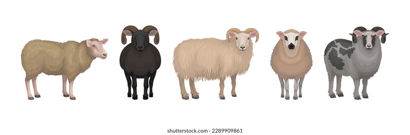 Sheep as Ruminant Domestic Mammal Kept as Livestock Vector Set