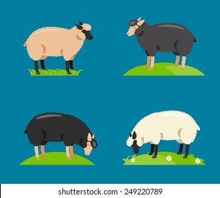 Sheep set collection. vector illustration.