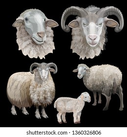 Sheep set with portraits of ewe, ram and lamb. Vector illustration isolated on black background