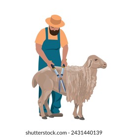 Sheep shearing. Farmer worker shearer cuts off the woolen fleece of a merino. Harvesting wool. Vector illustration isolated on a white background