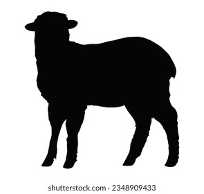Sheep silhouette isolated on white background.
