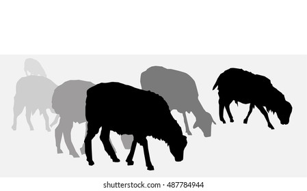 Sheep Silhouette Set - Vector