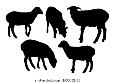 Sheep silhouettes set on white background